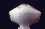 Pot with White Glaze